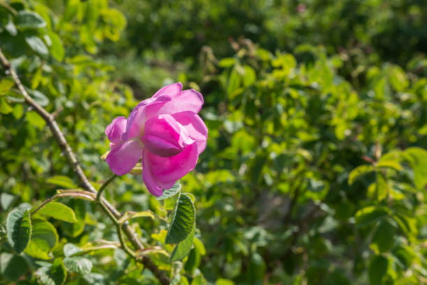گل محمدی انتخاب ناب برای ساخت عطرهای سنتی ایرانی